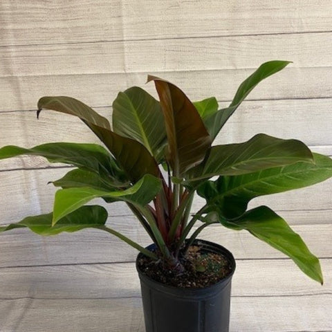 Philodendron Imperial Red (Philodendron Erubescens) - PlantologyUSA - 1 Gallon