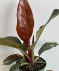 Philodendron Imperial Red (Philodendron Erubescens) - PlantologyUSA - 1 Gallon