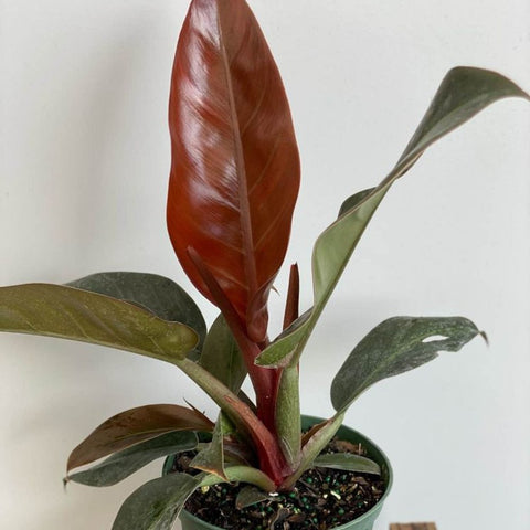 philodendron imperial red wikipedia Philodendron Imperial Red (Philodendron Erubescens)
