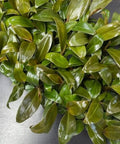 Philodendron Imperial Red (Philodendron Erubescens) - PlantologyUSA - 1 Gallon