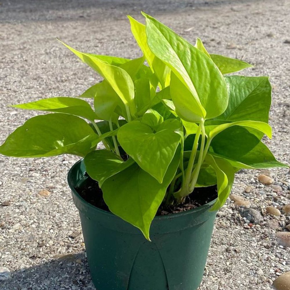 philodendron epipremnum Philodendron Pothos Neon (Epipremnum Aureum 'Neon')