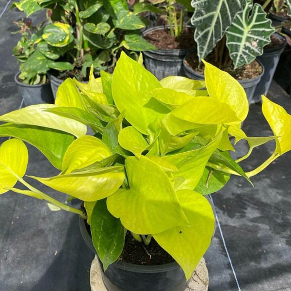 neon philodendron upright Philodendron Pothos Neon (Epipremnum Aureum 'Neon') – Plantology USA