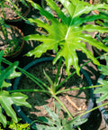 Philodendron Sellorum (Thaumatophyllum bipinnatifidum) - PlantologyUSA - 2-3.5 feet