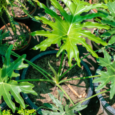 Philodendron Sellorum (Thaumatophyllum bipinnatifidum) - PlantologyUSA - 2-3.5 feet
