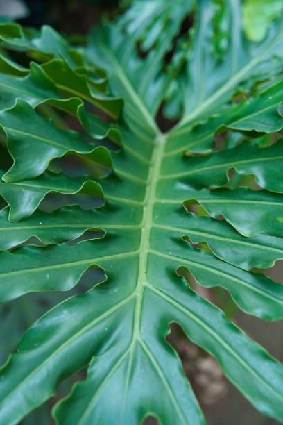 philodendron floppy leaves Philodendron Sellorum for Sale