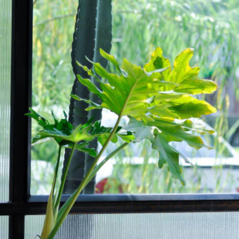 selloum philodendron for sale Philodendron Sellorum (Thaumatophyllum bipinnatifidum)