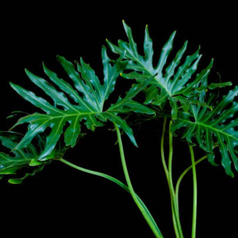 droopy philodendron selloum Philodendron Sellorum for Sale