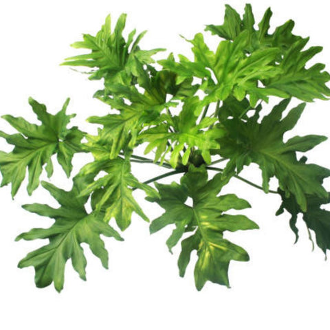 philodendron selloum curling leaves Philodendron Sellorum for Sale