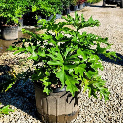 Philodendron Selloum (Philodendron Bipinnatifidum) - PlantologyUSA - 5 Gallon