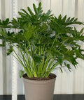 Philodendron Selloum (Philodendron Bipinnatifidum) - PlantologyUSA - 5 Gallon