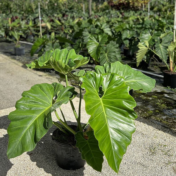 philodendron variifolium Philodendron Wilsonii for Sale