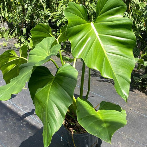 philodendron williamsii for sale Philodendron Wilsonii for Sale