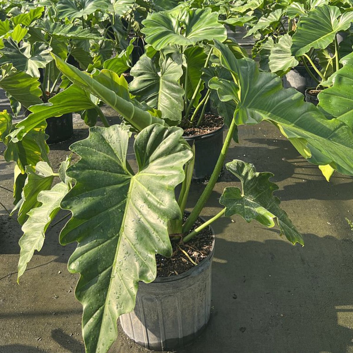 philodendron wilsonii for sale Philodendron Wilsonii (Philodendron bipinnatifidum)