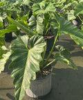 philodendron wilsonii care Philodendron Wilsonii for Sale