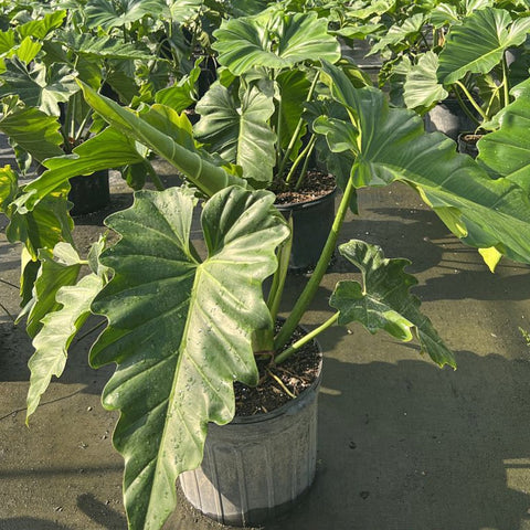 philodendron ondulado Philodendron Wilsonii (Philodendron bipinnatifidum)