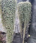 Pilea Depressa 'Baby Tears' - PlantologyUSA - 1 Gallon