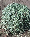 Pilea Depressa 'Baby Tears' - PlantologyUSA - 1 Gallon