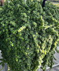Pilea Depressa 'Baby Tears' - PlantologyUSA - 3 Gallon