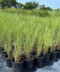 Pink Muhly Grass Muhlenbergia Capillaris, Gulf Coast Muhly Grass - PlantologyUSA - 3 Gallon