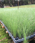Pink Muhly Grass Muhlenbergia Capillaris, Gulf Coast Muhly Grass - PlantologyUSA - 3 Gallon