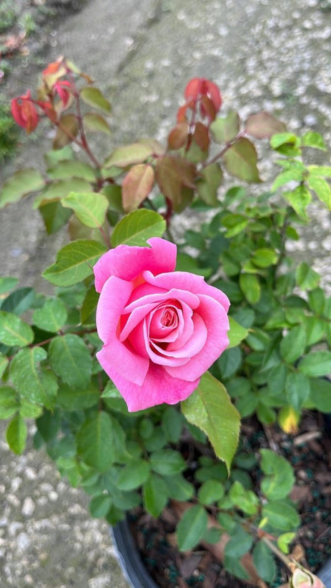Pink Rose - PlantologyUSA - 3 gallon