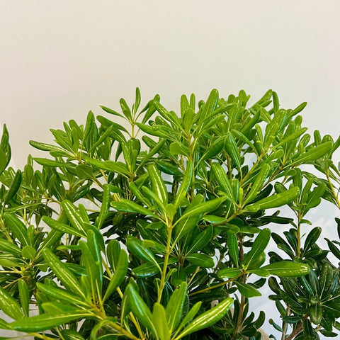 Pittosporum Green ( Pittosporum tobira 'Wheeleri') - PlantologyUSA - 3 Gallon