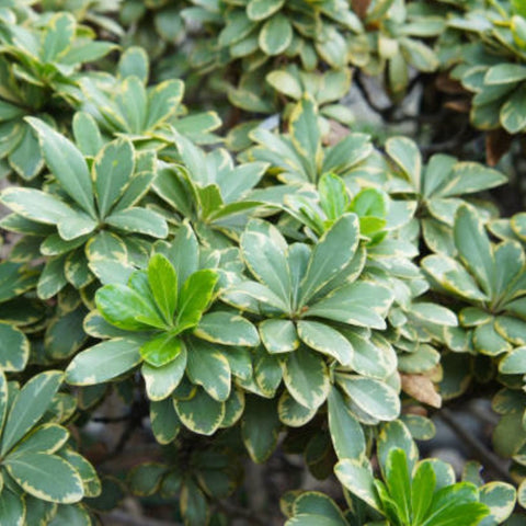 Pittosporum Varigated (Pittosporum tobira) - PlantologyUSA - Large 26"