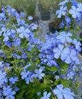 Plumbago Blue (Plumbago Auriculata 'Blue Escape') - PlantologyUSA - 3 gallon
