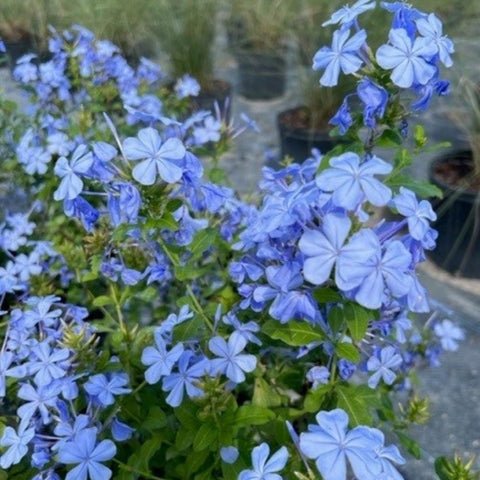 Plumbago Blue (Plumbago Auriculata 'Blue Escape') - PlantologyUSA - 3 gallon