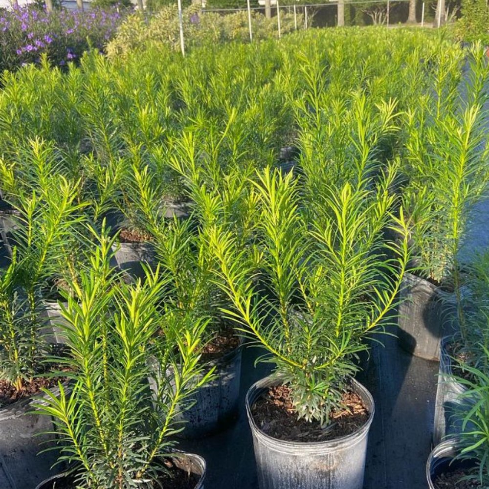Podocarpus Maki for Sale