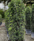 Podocarpus (Podocarpus macrophyllus) - PlantologyUSA - 3 Gallon