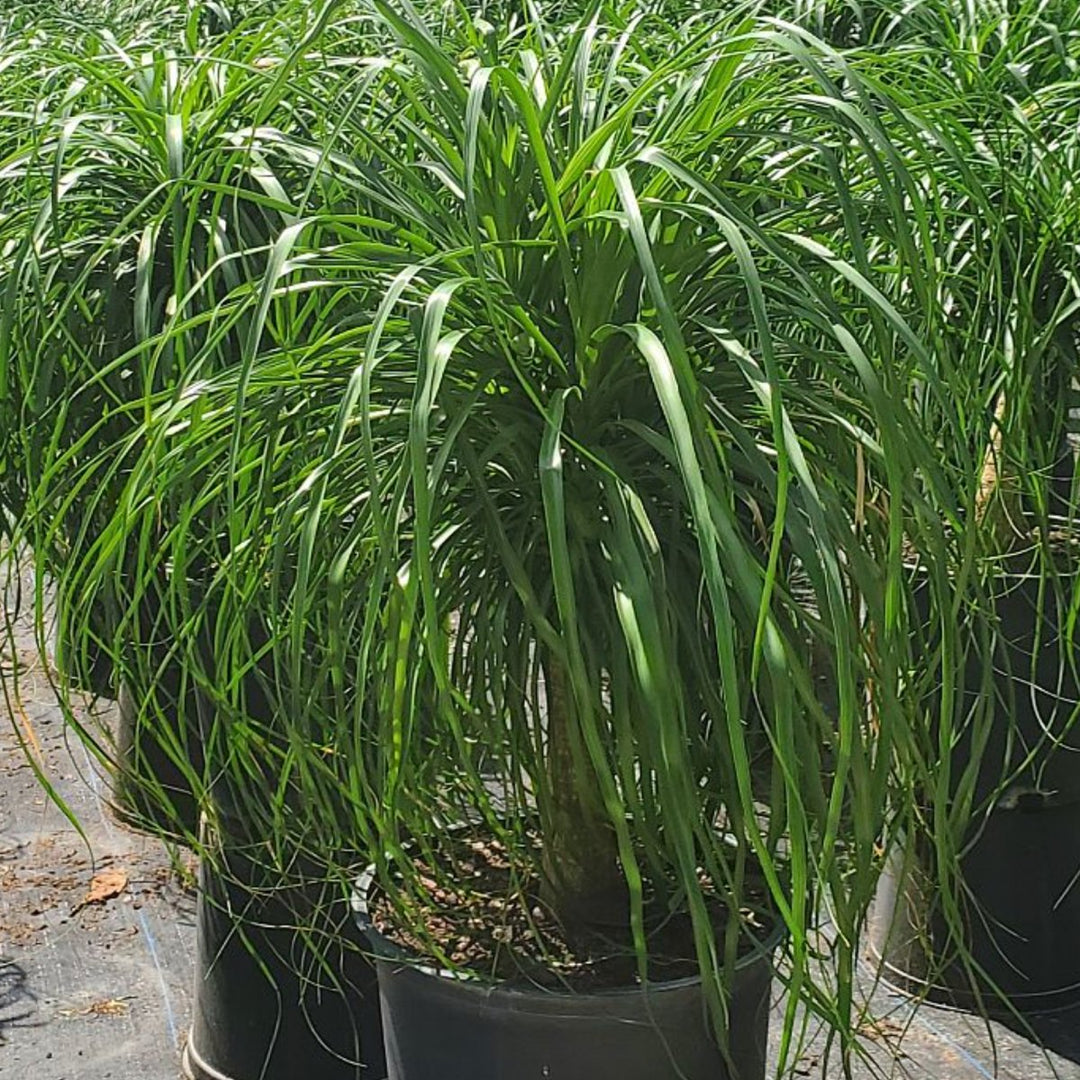 Ponytail palm for sale plantologyusa plantology usa