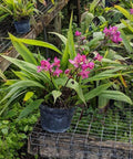 Purple Epidendrum Ground Orchid (Spathoglottis Plicata) - PlantologyUSA - 3 Gallon