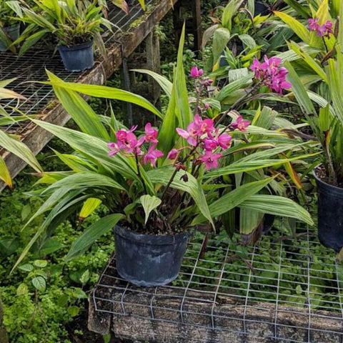 Purple Epidendrum Ground Orchid (Spathoglottis Plicata) - PlantologyUSA - 3 Gallon