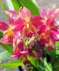 Purple Epidendrum Ground Orchid (Spathoglottis Plicata) - PlantologyUSA - 3 Gallon