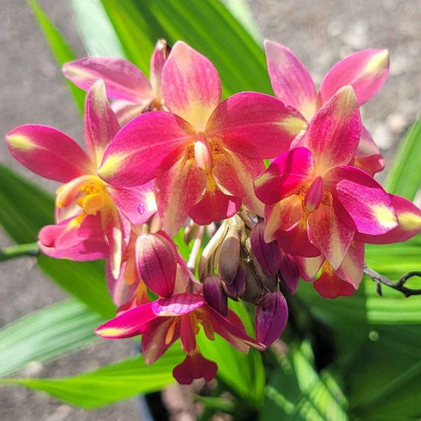 Purple Epidendrum Ground Orchid (Spathoglottis Plicata)