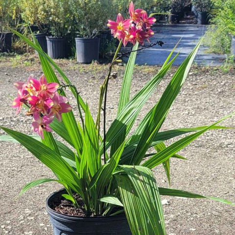 Purple Epidendrum Ground Orchid (Spathoglottis Plicata) - PlantologyUSA - 7 Gallon