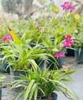 Purple Epidendrum Ground Orchid (Spathoglottis Plicata) - PlantologyUSA - 7 Gallon