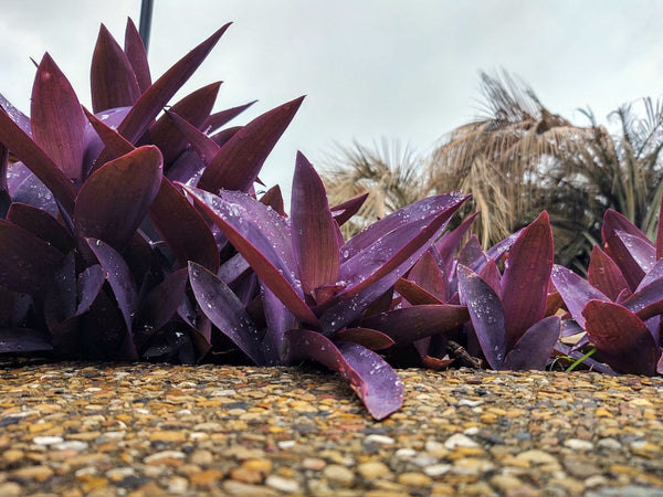 Purple Queen (Tradescantia Pallida Purpurea)