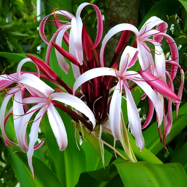 queen emma spider lily Queen Emma (Crinum Augustum 'Queen Emma')