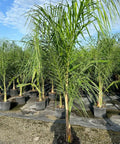 Queen Palm (Syagrus romanzoffiana) - PlantologyUSA - 3-4 feet