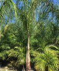 Queen Palm (Syagrus romanzoffiana) - PlantologyUSA - 3-4 feet