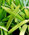 Ralphis Palm (Raphidophyllum) - PlantologyUSA - 2-3.5 feet