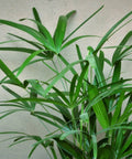 Ralphis Palm (Raphidophyllum) - PlantologyUSA - 2-3.5 feet