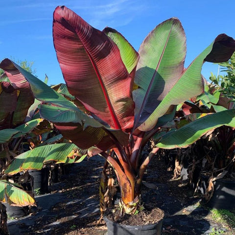 red pot abyssinian banana plant Red Abyssinian Banana (Musa Ensete Maurelii)