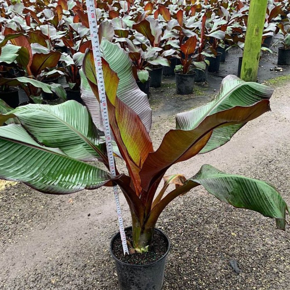 Red Abyssinian Banana (Musa Ensete Maurelii) – Plantology USA