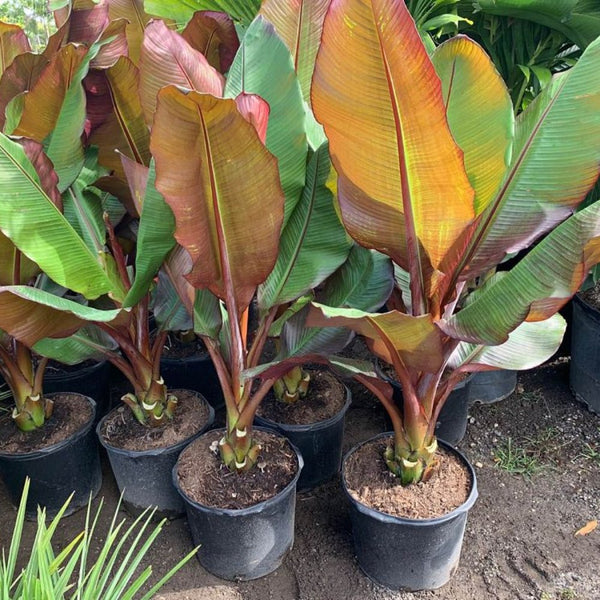 Red Abyssinian Banana (Musa Ensete Maurelii) – Plantology USA