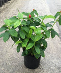 Red Button Ginger (Costus Woodsonii) - PlantologyUSA - 3 Gallon