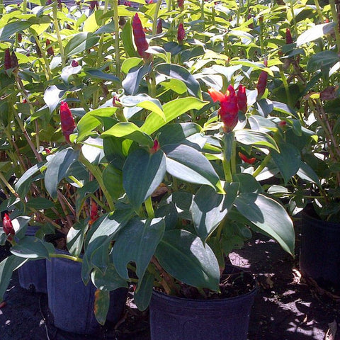 Red Button Ginger (Costus Woodsonii) - PlantologyUSA - 7 Gallon