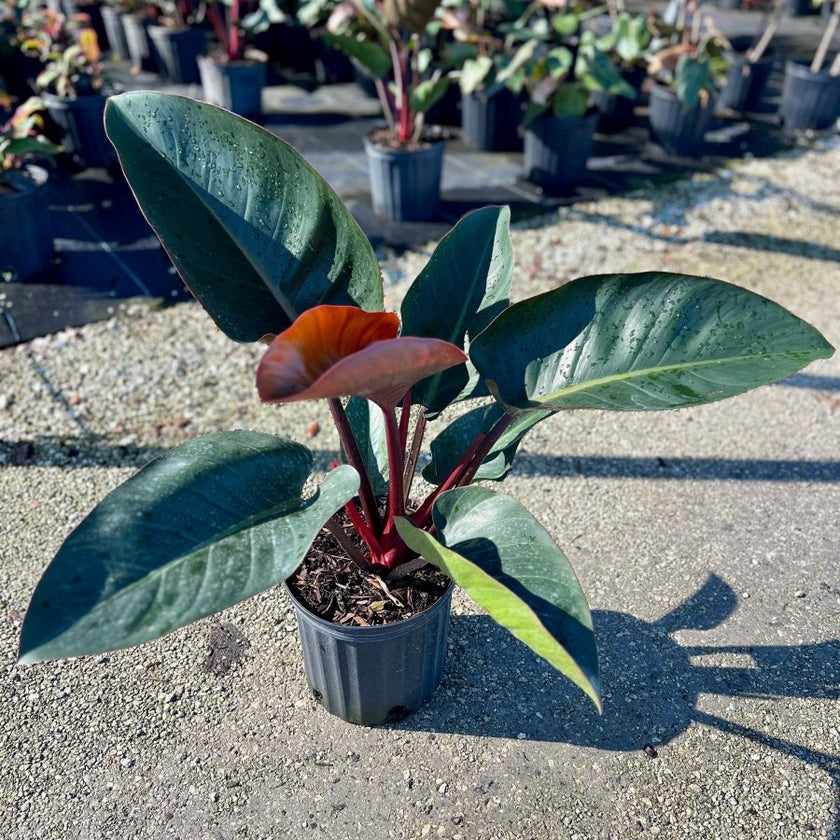 Congo Ruby Red Congo Philodendron for Sale | PlantologyUSA.com – Plantology USA